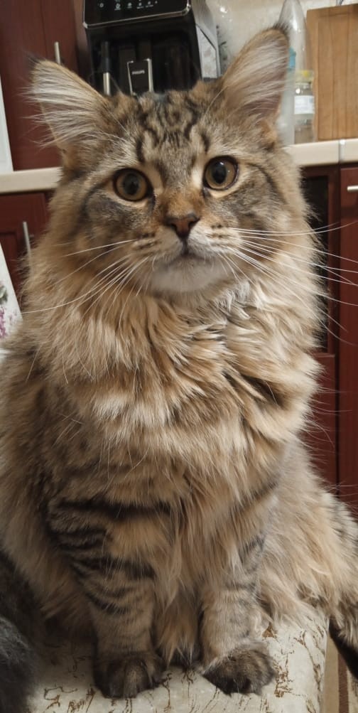 Кот Филимон