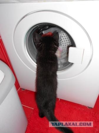 Котовторник 21.05.2013