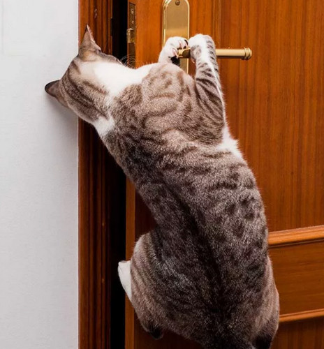 Собаки так не могут