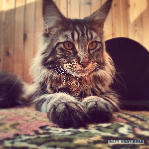 Котовторник 04.06.2013