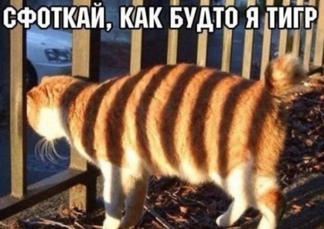 К котовторнику: подборка картинок-баянов с котиками и про котиков. Выпуск 9