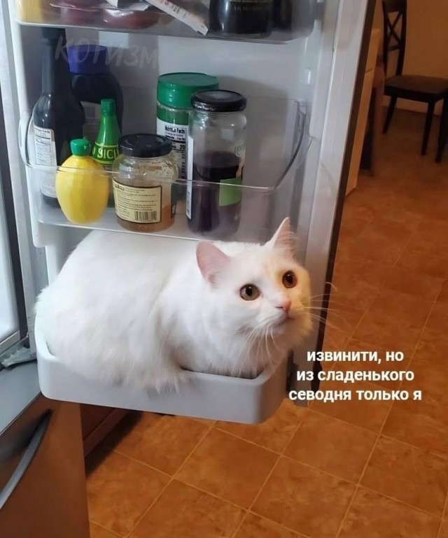 К котовторнику: подборка картинок-баянов с котиками и про котиков. Выпуск 18.