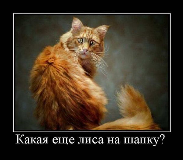 Ф КотоФторник.