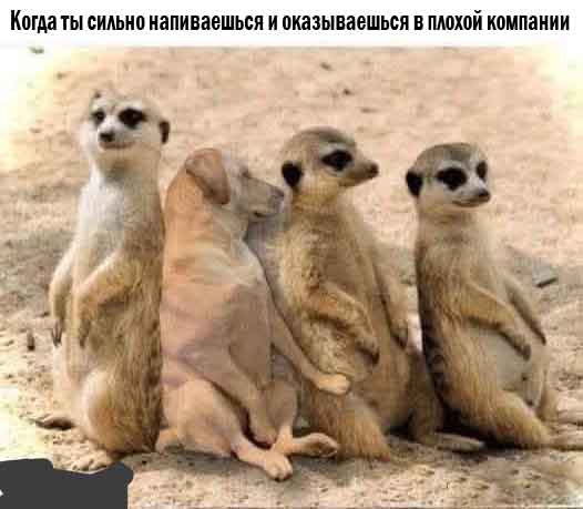 Веселые картинки в пятницу (20.03)