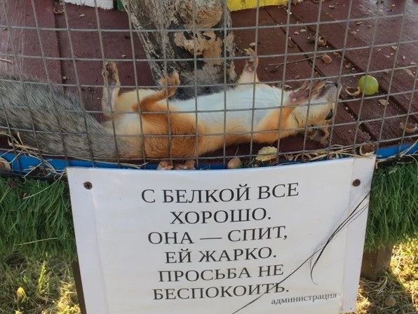 Лось, просто лось на необитаемом уединённом островке на юге Швеции