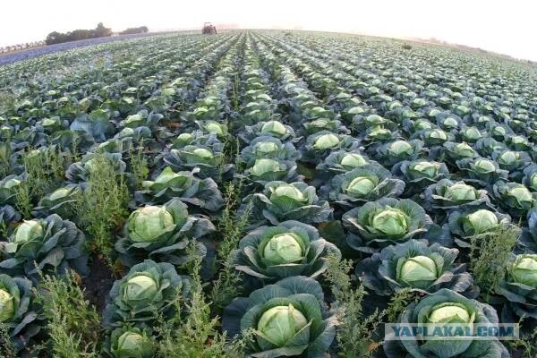 Одного из участников избиения учёного РАН Никиты Зезина задержали, но...