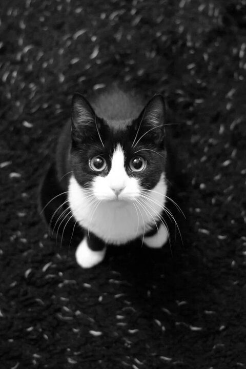 Объяснительная коту