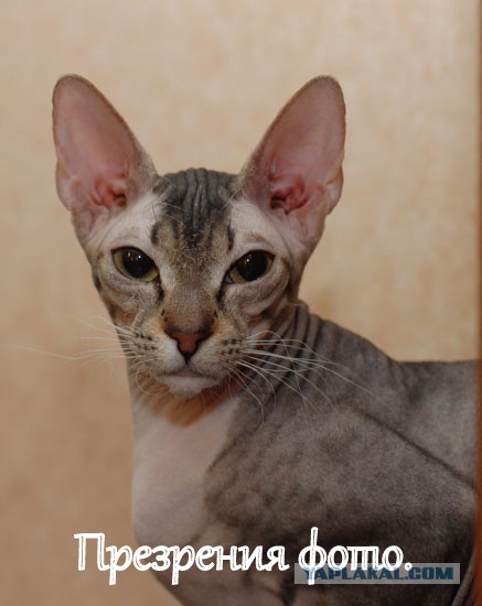 Невыразительные коты