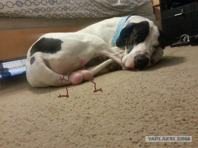 "Пытался сделать милую фотку своего песика"