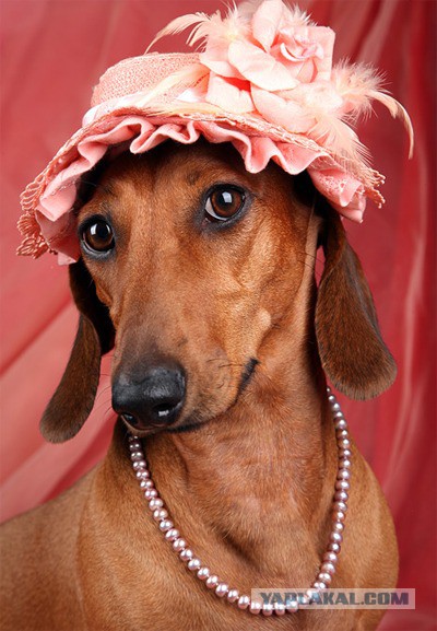 Суровый охотник