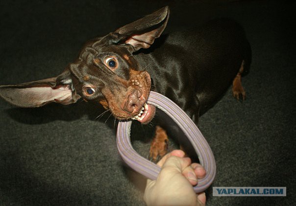 Собакочетверг на 02.01.2014