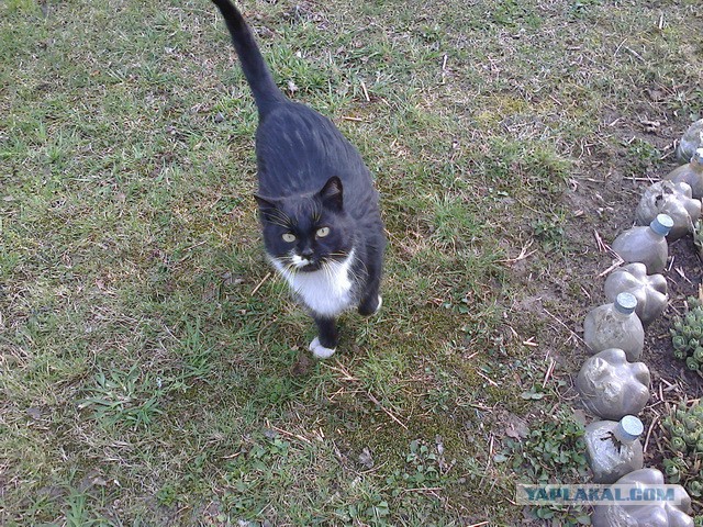 Котовторник 22.04.2014