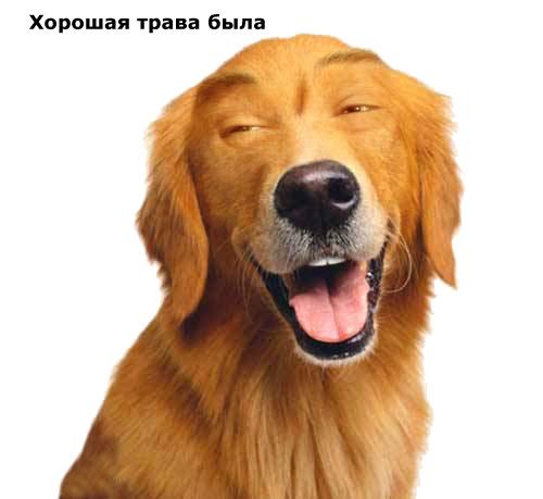 Веселые картинки