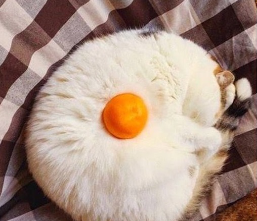 Коты, постигшие искусство сон-фу.
