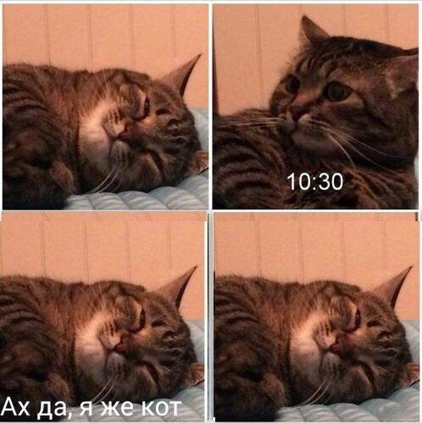 Смешные и не очень картинки из ВК