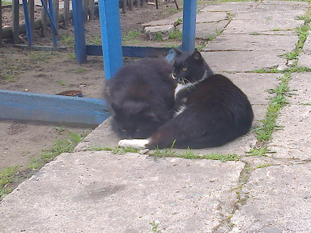 Котовторник 14.07.2015