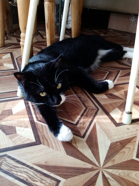 Котовторник 11.08.2015
