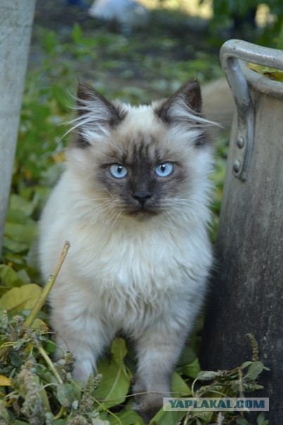 Котовторник 25.08.2015