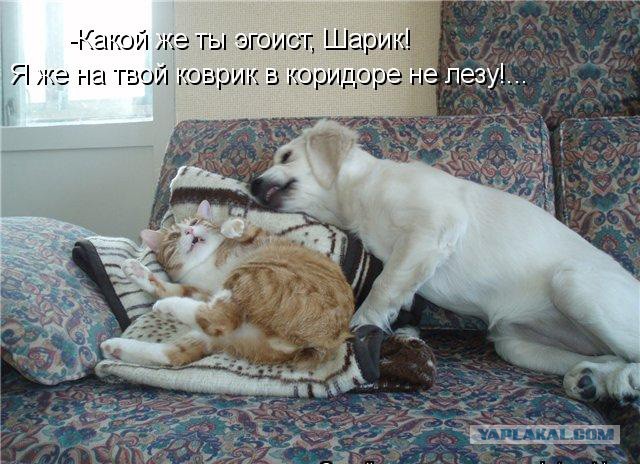 Собаки против котов