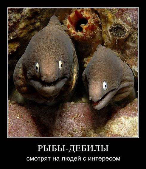 Прикольные картинки и демотиваторы