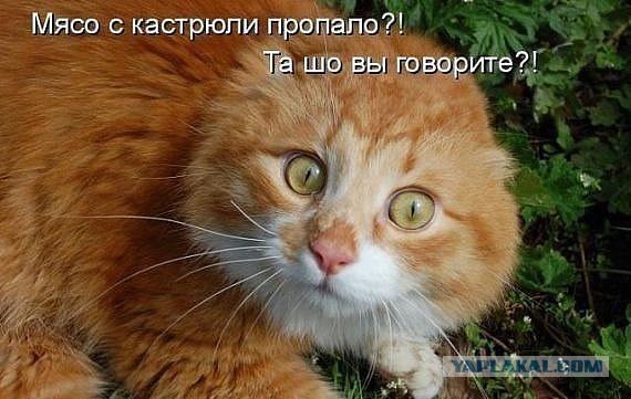 Как сделать кота счастливым