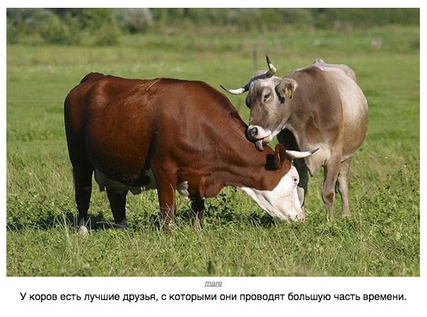 Божьи твари