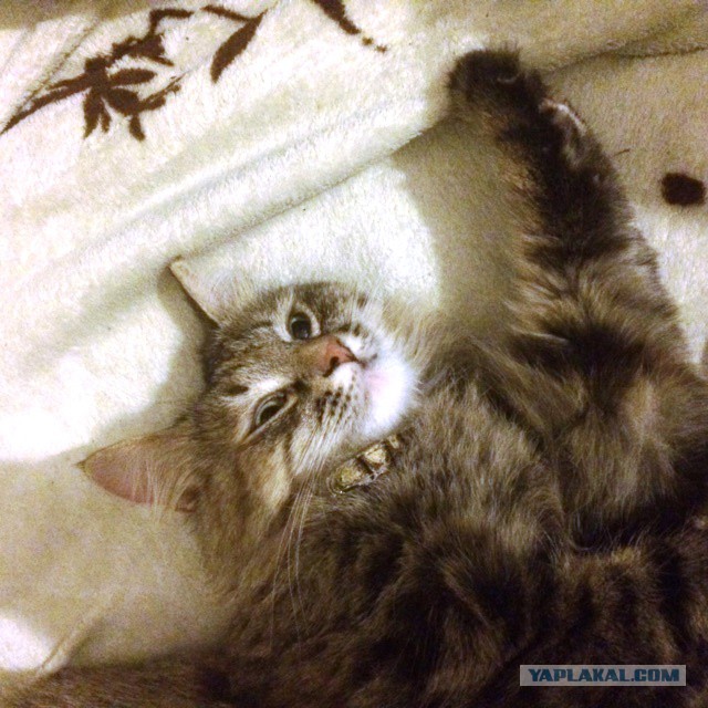 Этот ВЗГЛЯД!