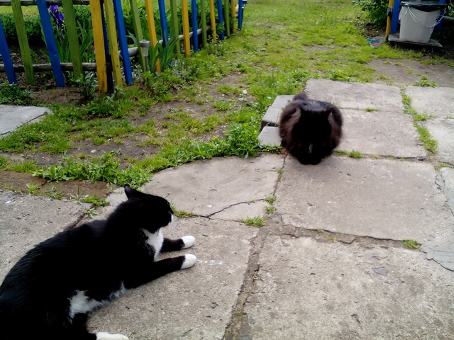 Котовторник 07.06.2016