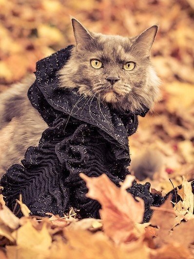 Прикольные животные