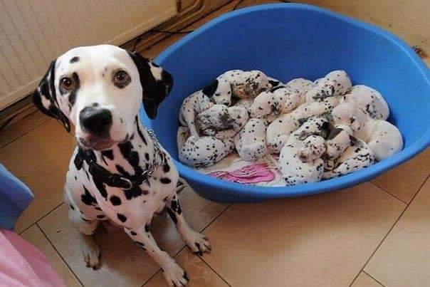 Самые смешные животные
