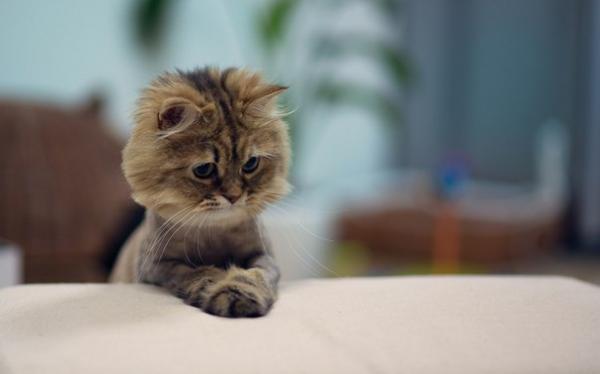 Коты из сети