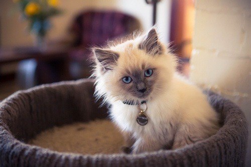 Коты из сети