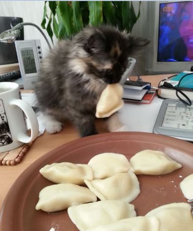 Коты и Кошки