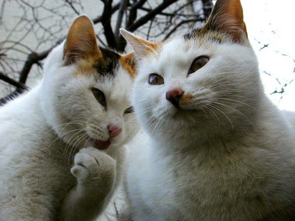 Коты и Кошки