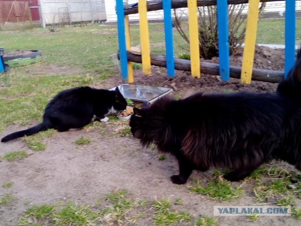 Котовторник 29.08.2017