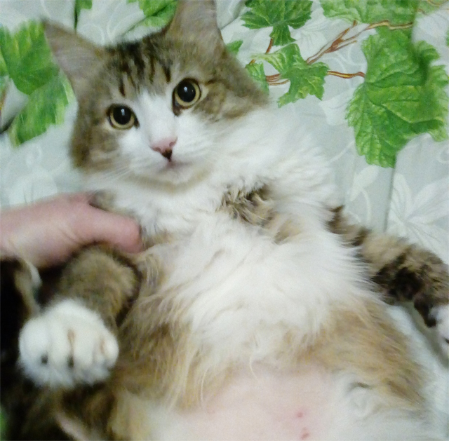 Котовторник!