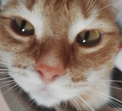 Котовторник  13.02.2018