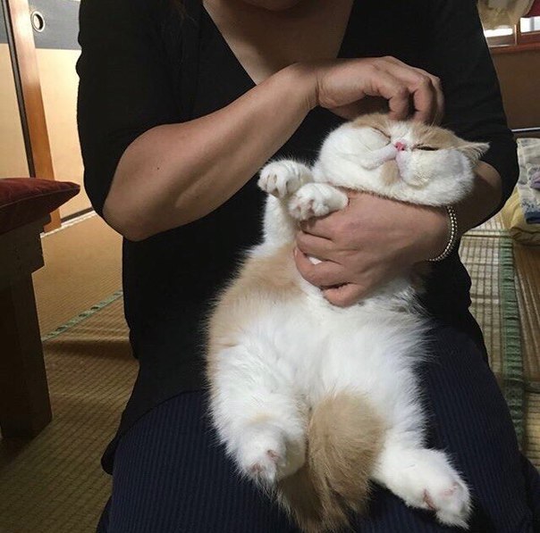 Прикольных котов пост