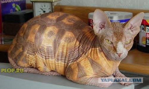 Котовторник  12.06.2018