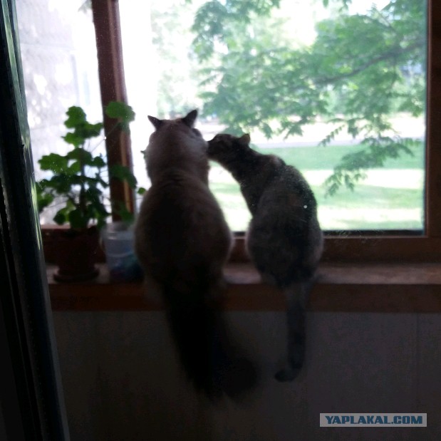 Котовторник 26.06.2018