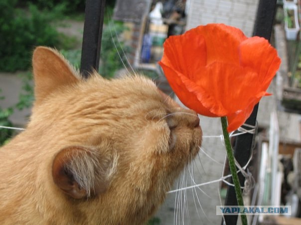 Котовторник на ЯПлакалъ (15.07.2008)