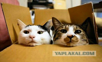 Даёшь Котовторник на ЯПе! (29.07.08)