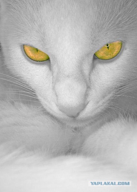 Котовторнику Да (09.12.08)