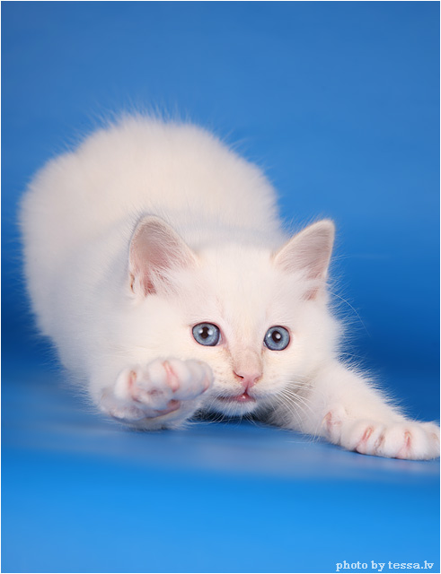Котовторник 17 августа