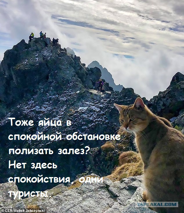 Альпинист обнаружил домашнего кота на вершине самой высокой горы в Польше