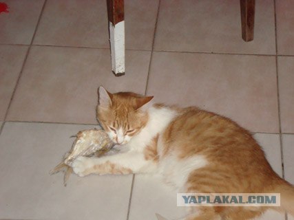 Котовторник  07.06.11