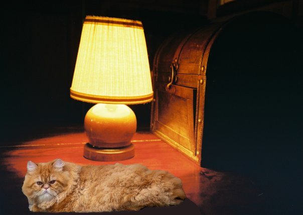 Фотограф заснял историю кота, который неудачно поохотился, но по-прежнему уверен в своём великолепии
