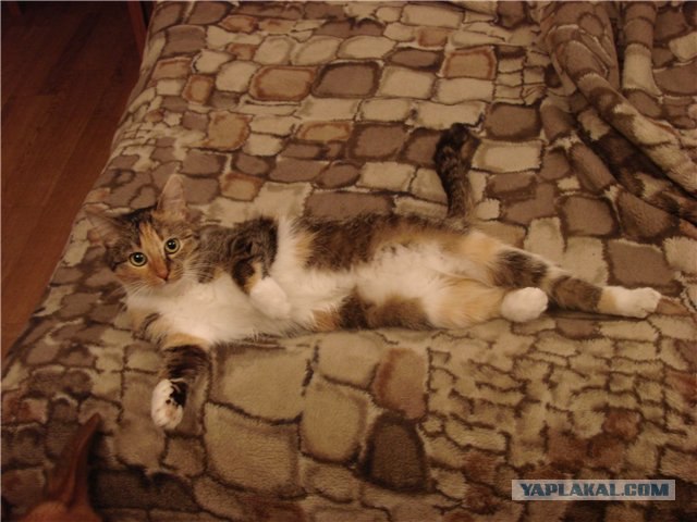 Котовторник 20.03.2012