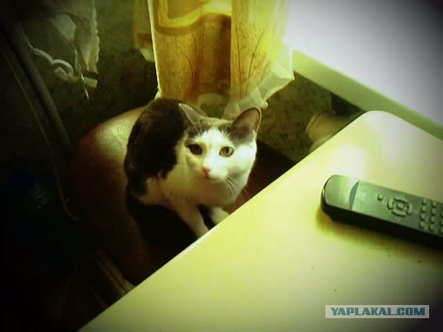 Котовторник 17.04.2012
