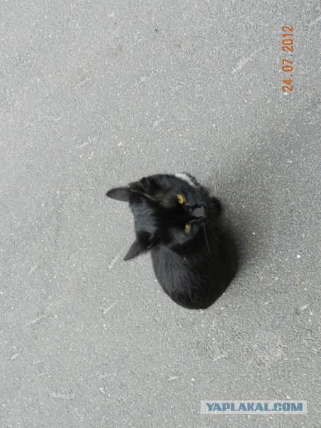 Котовторник  14.08.2012.